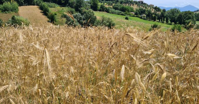La Camera approva il decreto legge Agricoltura