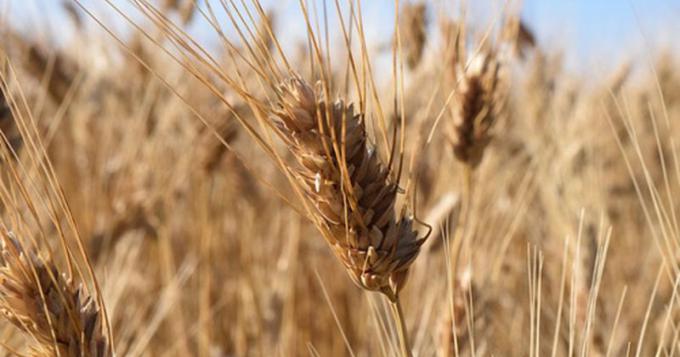 La guerra in Ucraina preoccupa il mondo agricolo