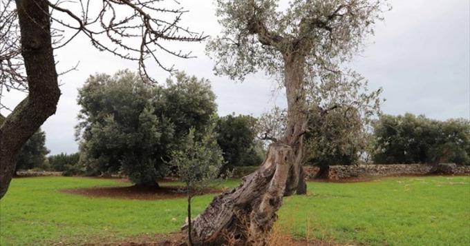 Agrinsieme Puglia: per la Xylella occorrono maggiori risorse