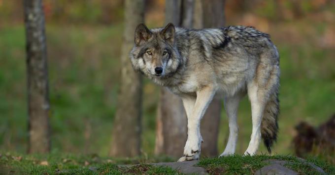 Danni da fauna selvatica: necessita' di una strategia sinergica e percorsi condivisi