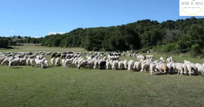 Natura in Tavola, ecco l'azienda agricola L'Oasi di Canterno 