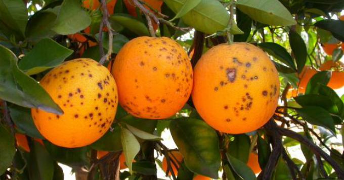  Macchia nera su arance importate da Tunisia