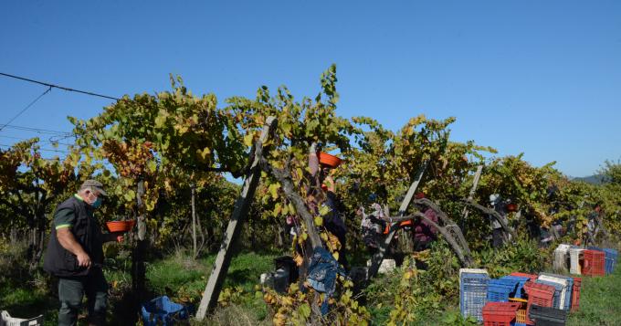 Ismea mette all'asta 16mila terreni agricoli