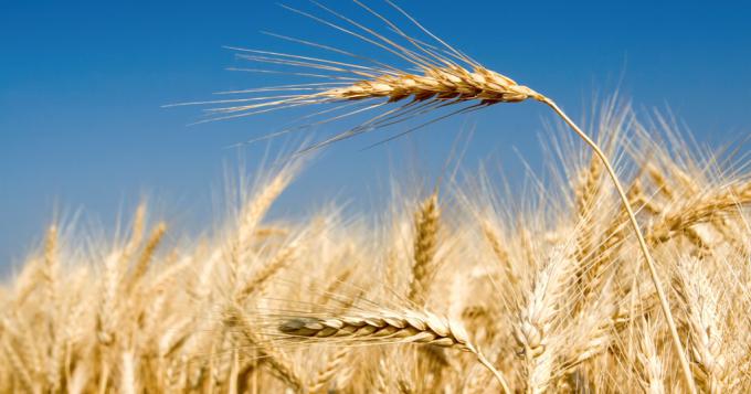 Grano duro-pasta di qualita', nasce Fruclass