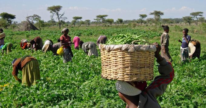 L'Africa la nuova frontiera per l'agricoltura