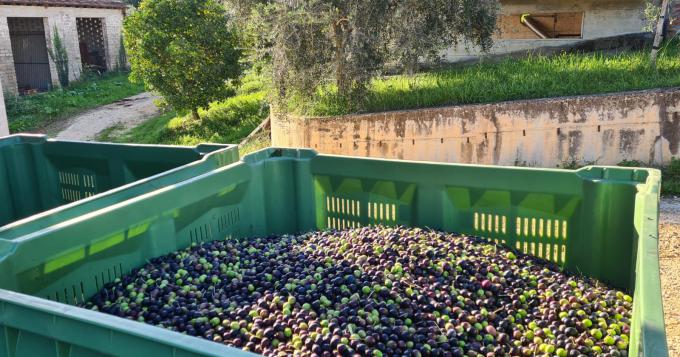 Agricoltura, stanziati 73 milioni di euro da parte della Regione Lazio
