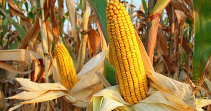 Produzione di mais al minimo storico in Italia