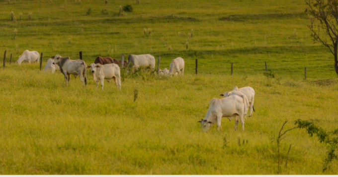 Al via l'indennita' Natura 2000 in agricoltura 
