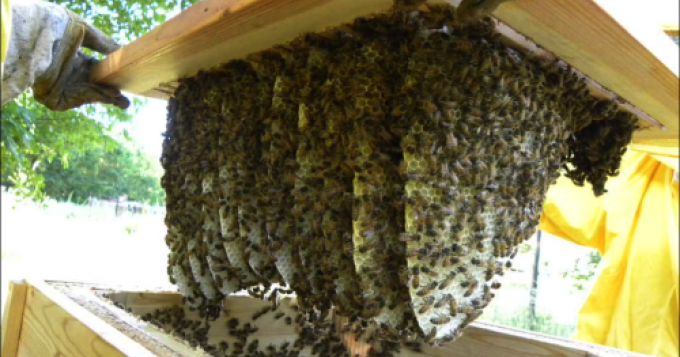 Cordoglio per la morte dell'apicoltore di Paliano