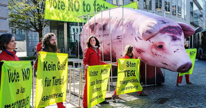 No ad allevamenti intensivi: Greenpeace in protesta