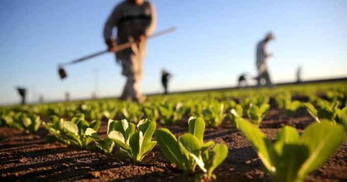 Istat, nel 2017 il settore agricolo coinvolge 1,5 milioni di realta'