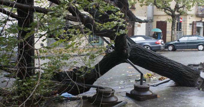 Maltempo, danni ad agricoltura e alberi urbani