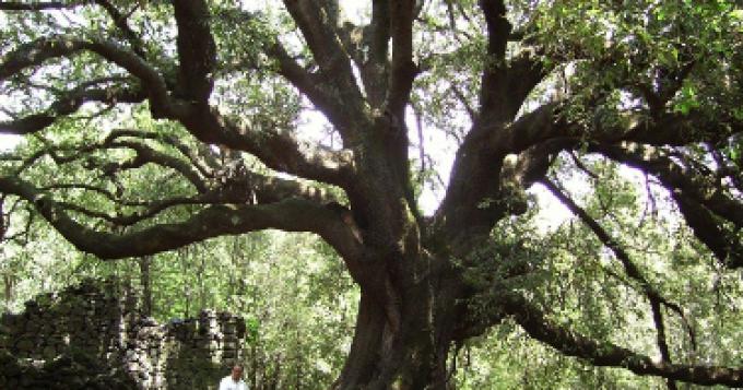 Creato il primo elenco degli alberi monumentali in Italia