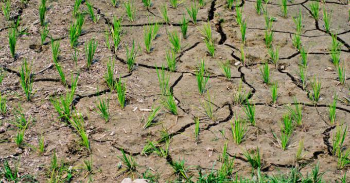 L'agricoltura come soluzione ai cambiamenti climatici