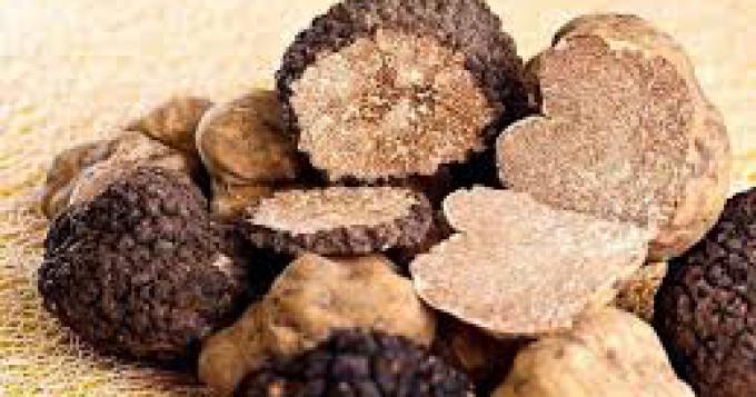 Tartufo: il 21 Giugno a Roma la presentazione della candidatura a Patrimonio dell' Unesco