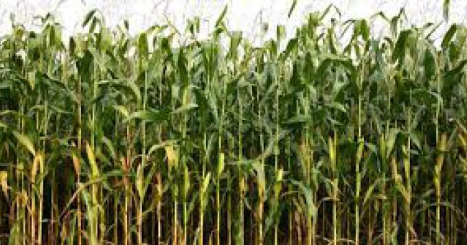 Agricoltura: l'Unione Europea applica dazio a importazioni mais