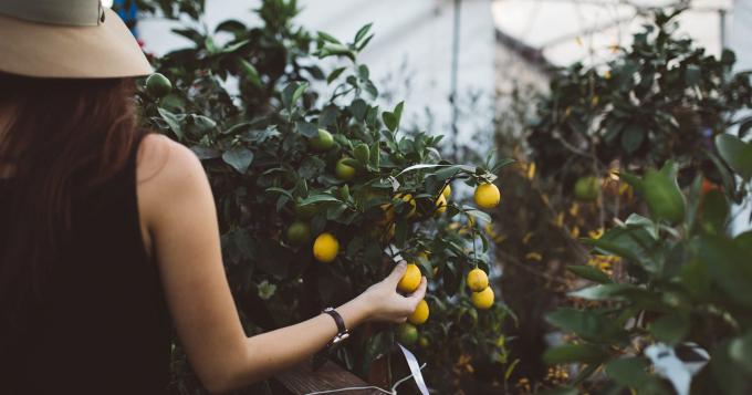 Agricoltura, mutui agevolati per l'imprenditoria femminile