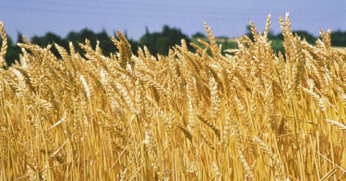 Svelato il dna del grano tenero: ecco il pane del futuro