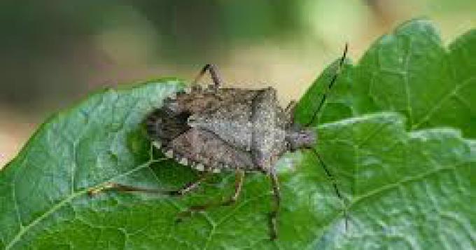 Avviata la lotta biologica alla cimice asiatica nel Lazio