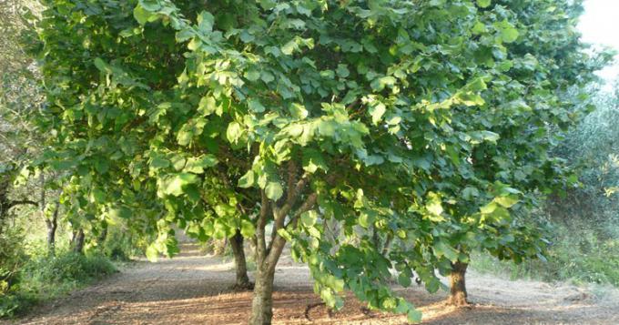 Vistoso calo produttivo di nocciole