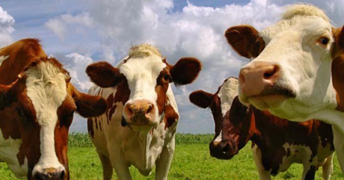 Quale trend per il consumo di carni bovine ? La presentazione Ismea