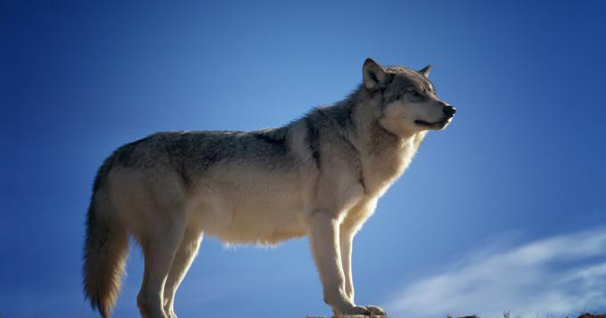 Approvata la delibera per la conservazione del lupo nel Lazio