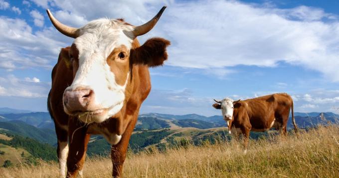 Agricoltura, Regione Lazio: 255mila euro per il miglioramento delle specie zootecniche