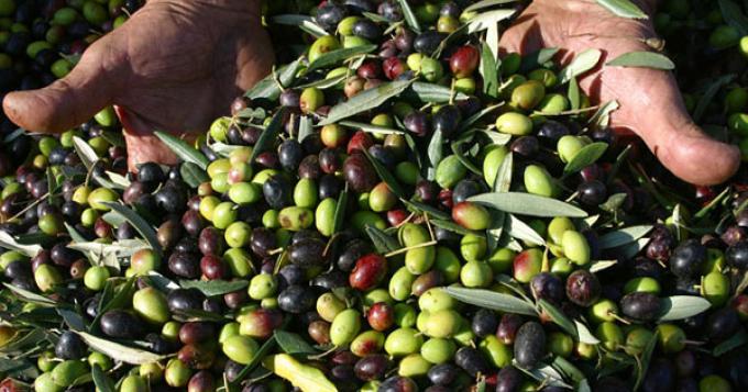 Italia Olivicola, subito guida per l'Agricoltura
