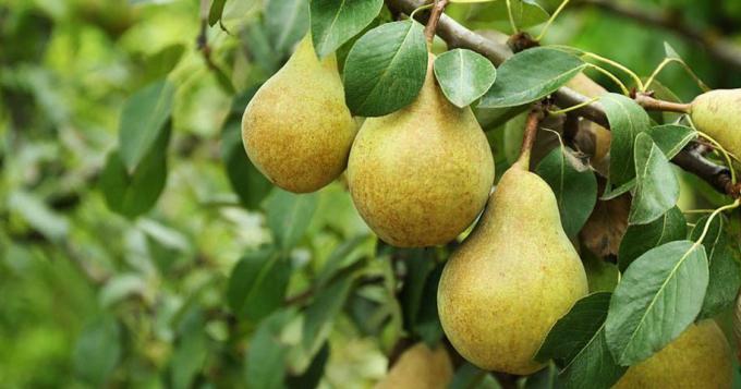 Pere, nel fine settimana la campagna collettiva Ortofrutta Italia