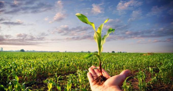 Agricoltura: primo si del Senato al ddl su biologico