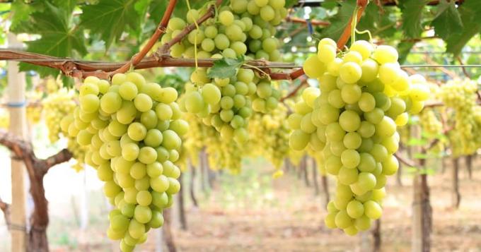 Uva da tavola, al via la campagna di promozione