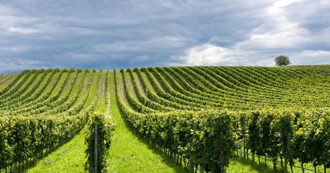 Agrinsieme: manovra, l'agroalimentare come volano della ripresa economica