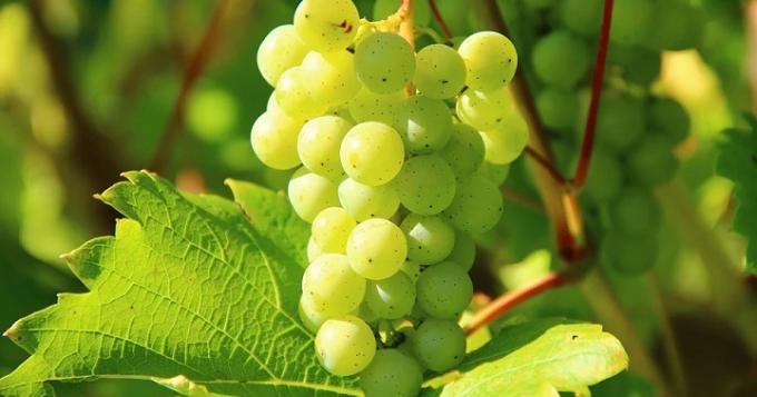 La filiera vitivinicola italiana unita contro il Prosek 