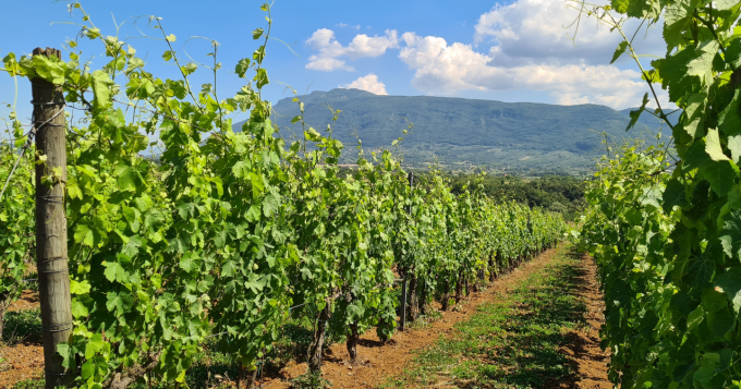 Prorogato il progetto Investimenti OCM Vino 2024/2025