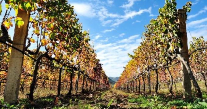 La filiera vitivinicola scrive a Patuanelli su dealcolati
